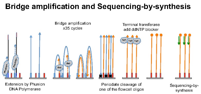 Tomato Epigenome